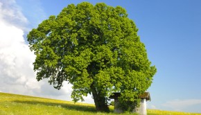 tree distribution program