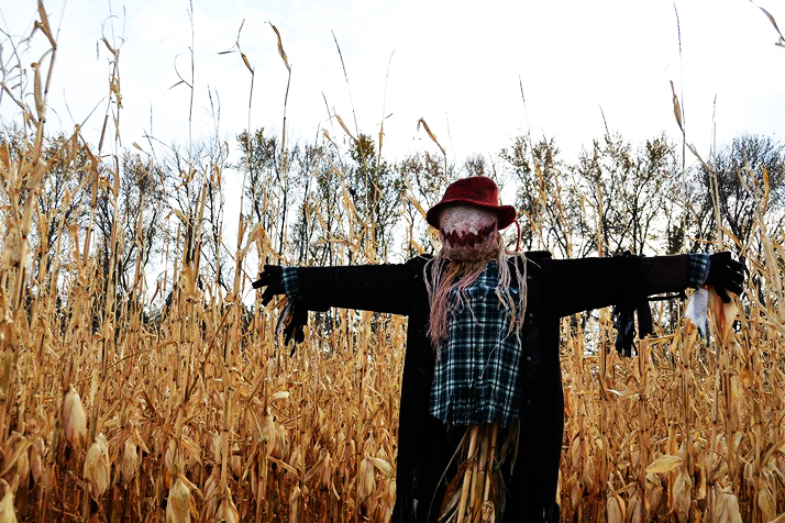 Visit scarecrows like this at Scarecrow Farm this week!