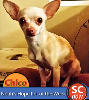 pet of the week - chico