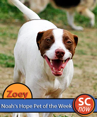 pet of the week - zoey