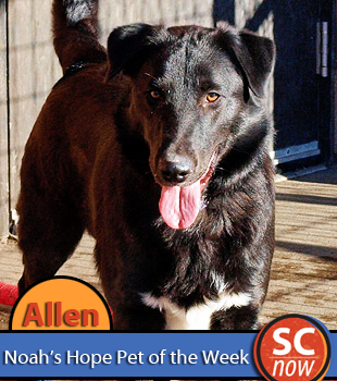 pet of week allen