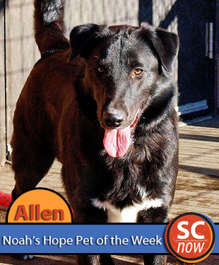 pet of week allen