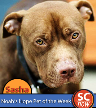 Noahs Hope Pet of the Week - Sasha