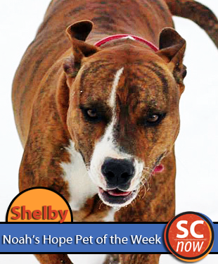 pet of the week - shelby