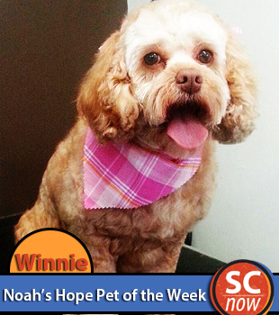 pet of week - winnie