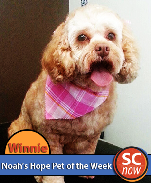 pet of week - winnie