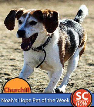 Pet of the Week - Churchill