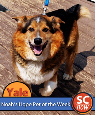 pet of the week yale