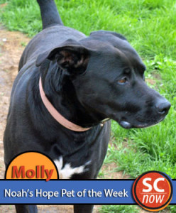 Pet of the Week - Molly