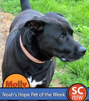 Pet of the Week - Molly