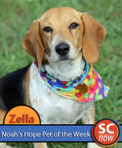 Noah's Hope Pet of the Week - Zella