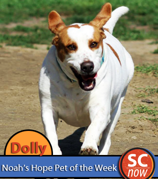 Pet of the Week - Dolly