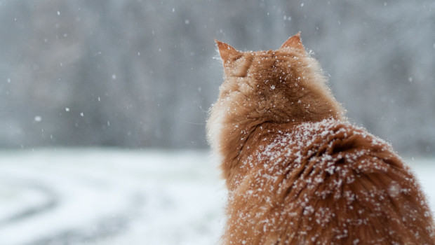 Cat sitting in the snow