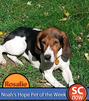 Pet of the Week - Rosalie