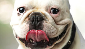 White French Bulldog with tongue sticking out