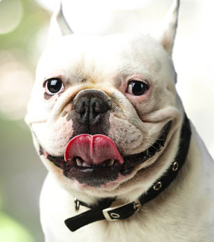 White French Bulldog with tongue sticking out