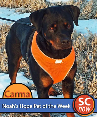 Sioux City Now - Noah's Hope Animal Rescue Pet of the Week - Carma