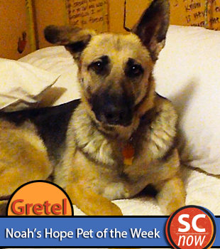Sioux City Now - Noah's Hope Pet of the Week - Gretel