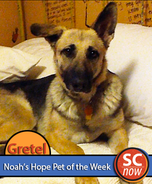 Sioux City Now - Noah's Hope Pet of the Week - Gretel