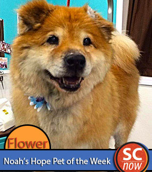 Sioux City Now - Noah's Hope Pet of the Week - Flower