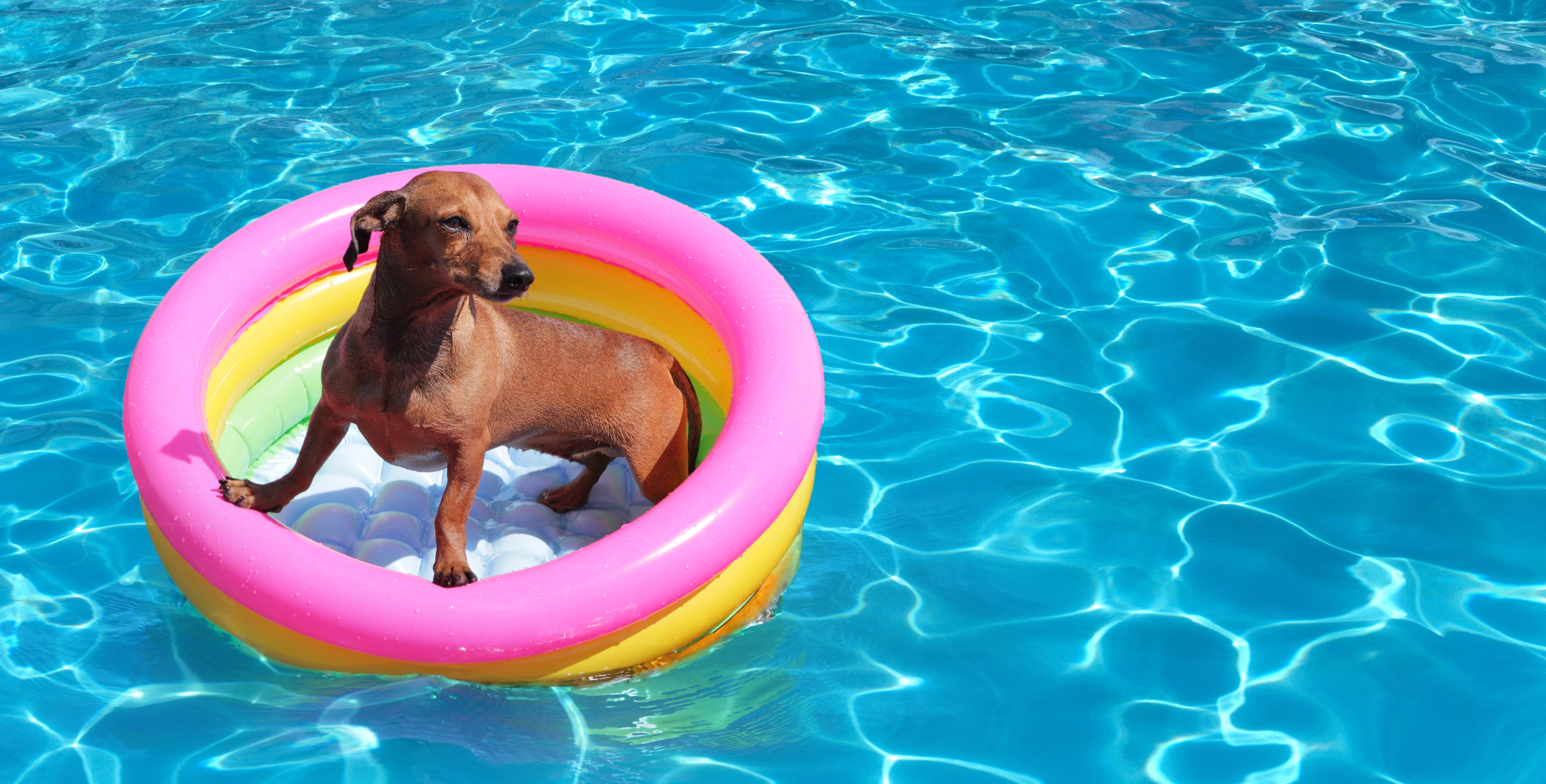 dog floating in pool