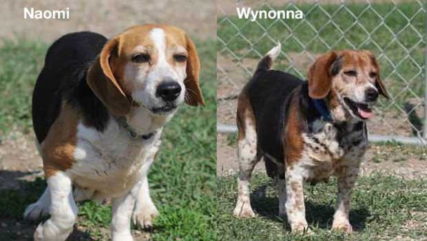 Sioux City Now & Noah's Hope Featured Pets - Wynonna and Naomi