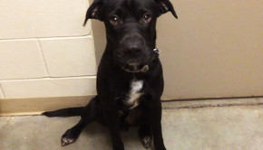 Sioux City Now - Noah's Hope Animal Rescue Pet of the Week - Tank