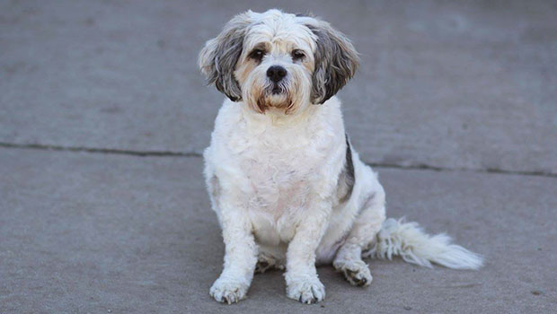 Sioux City Now - Noah's Hope Animal Rescue Pet of the Week - Ward