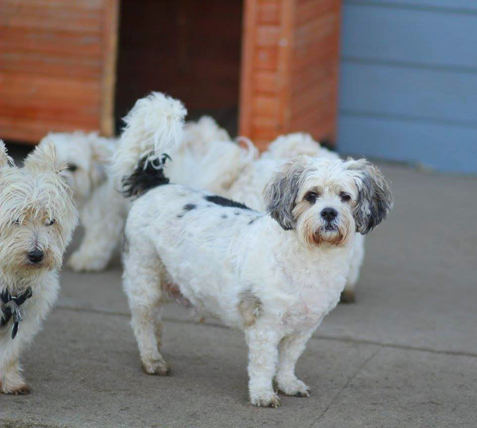 Sioux City Now - Noah's Hope Animal Rescue Pet of the Week - Ward