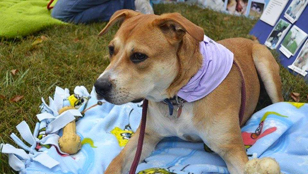 sioux city now - noah's hope animal rescue - pet of the week - baxter