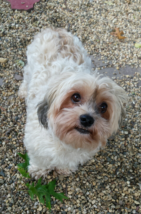 Sioux City Now - Noah's Hope Pet of the Month - Gunner