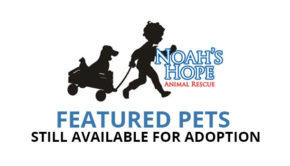 Sioux City Now and Noah's Hope Animal Rescue - Featured Pets