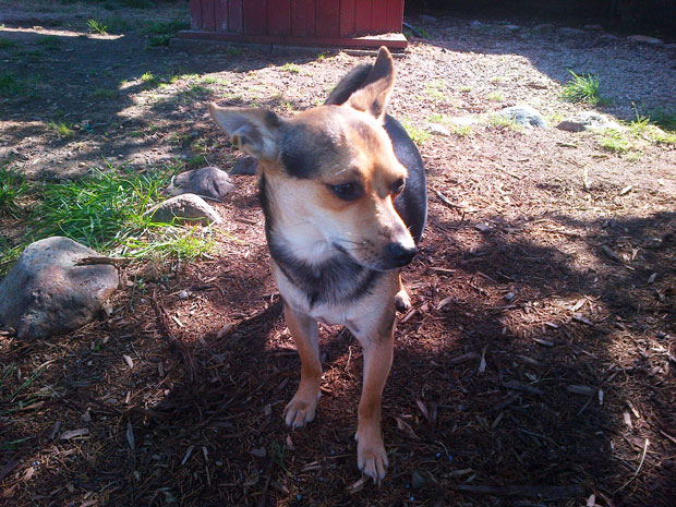 Sioux City Now - Noah's Hope Featured Pet - Nacho